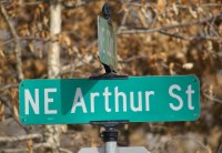 President Arthur Street Sign